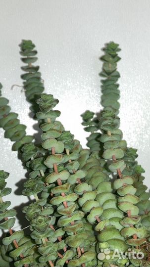 Суккулент крассула/толстянка марнье