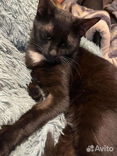 Котики - неразлучники