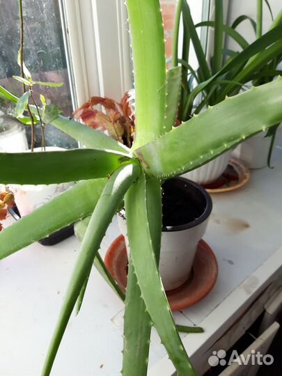 Алоэ Вера лечебный 5лет