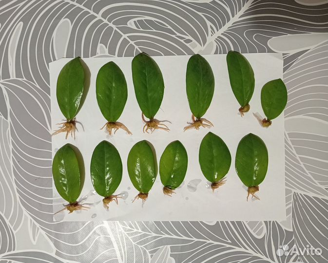 Замиокулькас