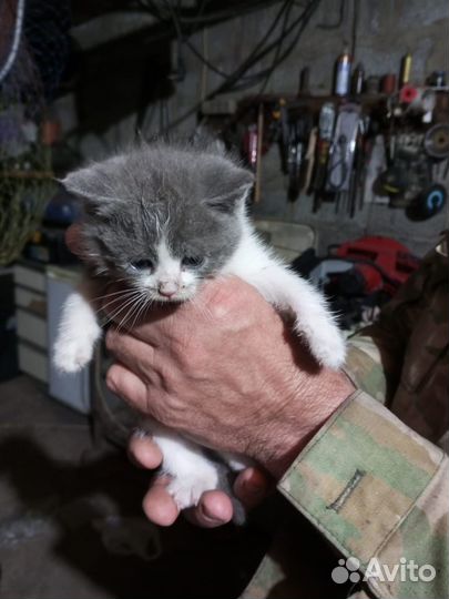 Котята в добрые руки даром