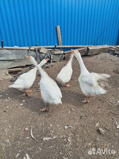 Продам гусей
