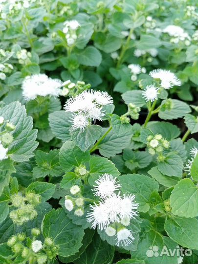 Агератум белый