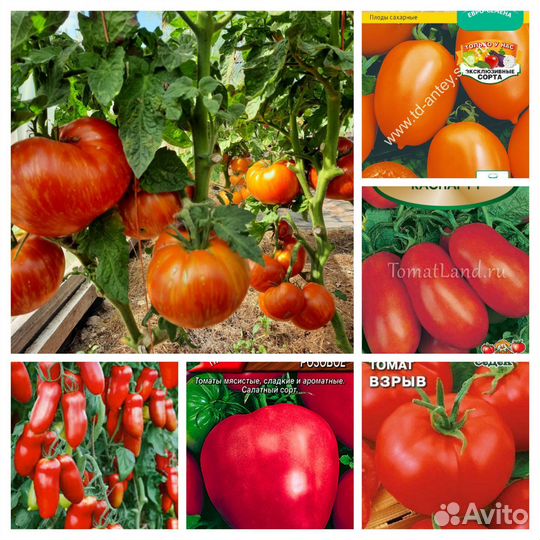 Рассада помидор и перцев