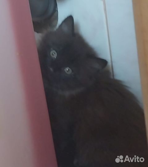 Котята мальчики в добрые руки