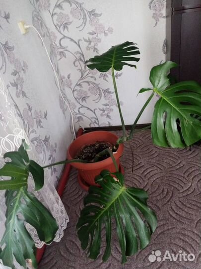 Продаю монстеру