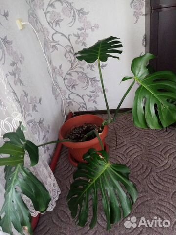 Продаю монстеру