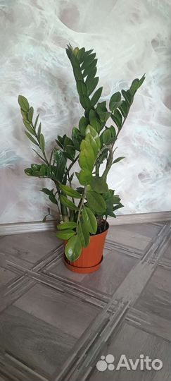 Замиокулькас