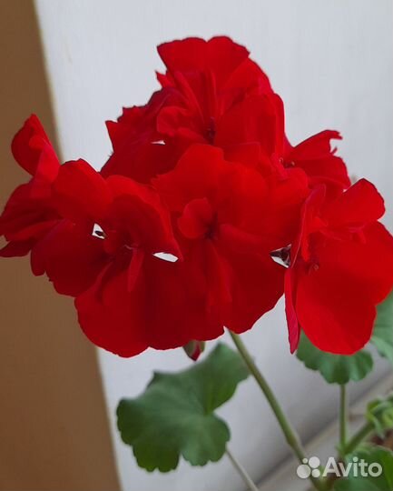 Фиалки, герани