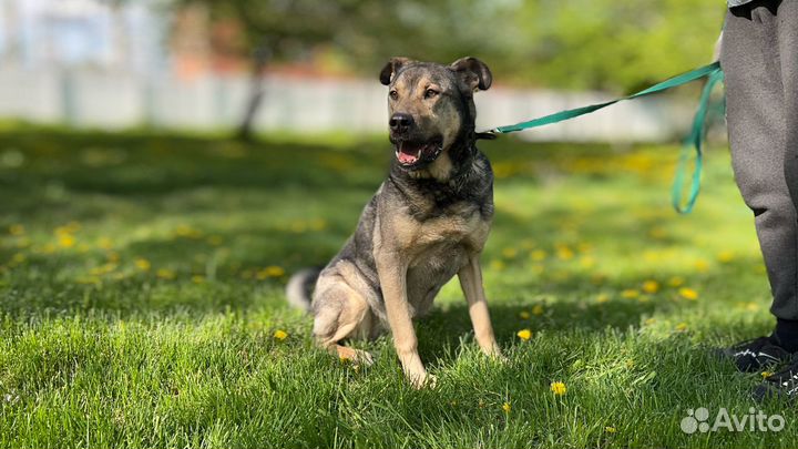 Сэм из приюта большой добряк и защитник своих