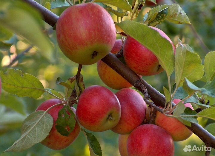 Яблони
