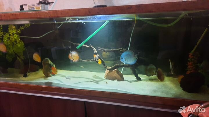 Украшения для аквариума