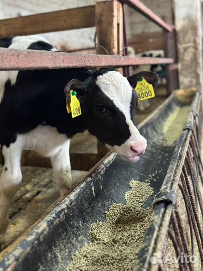 Телята бычки