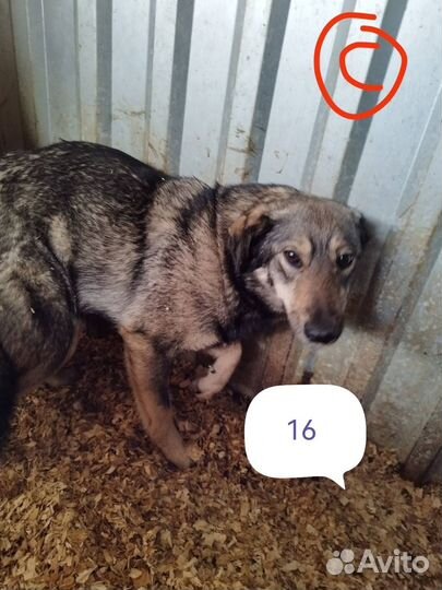 Собачки ищут дом