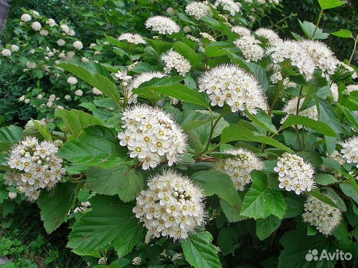 Живая изгородь