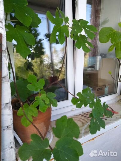 Инжир комнатный