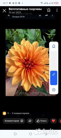 Черенки георгинов вегетативных