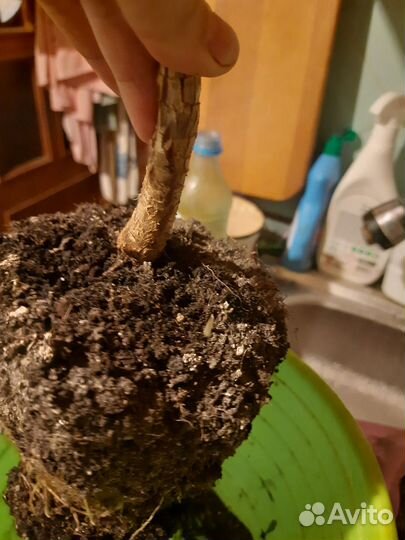 Пальма кордилина