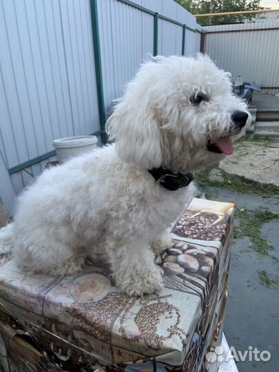 Бишон фризе вязка