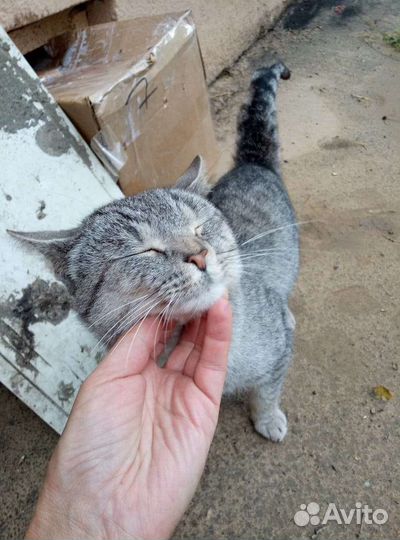 Котик в добрые руки