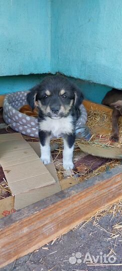 Отдам бесплатно подбросили