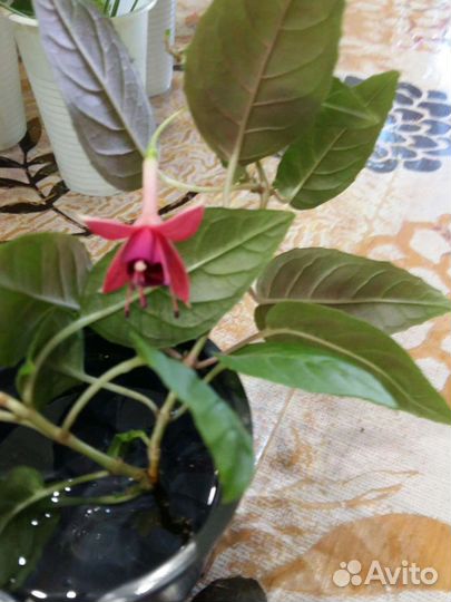 Герань пеларгония