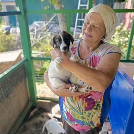 Отдам бесплатно в добрые руки щенков. Выбирайте