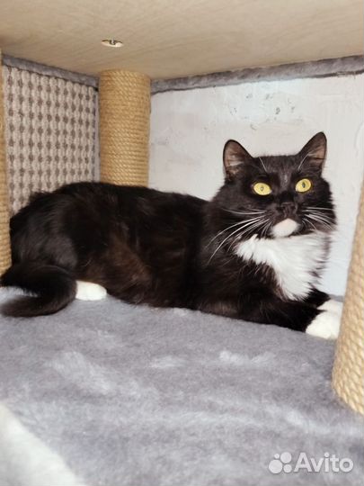 Самая нежная и ласковая кошечка в добрые ручки