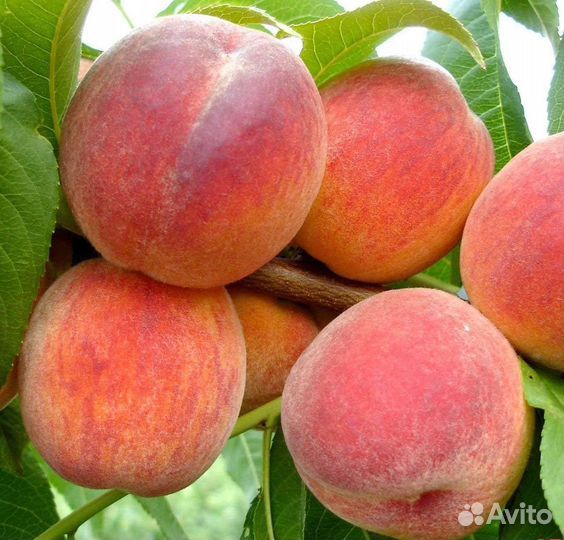 Саженцы персика