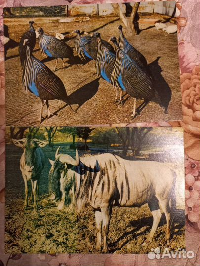 Открытки польские