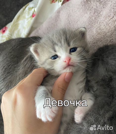 Шотландские котята