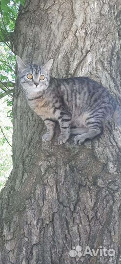 Котик бесплатно