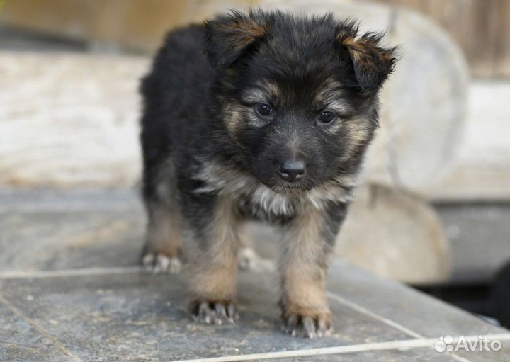 Овчарка щенок метис в добрые руки