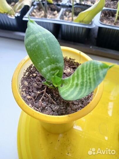 Комнатные растения