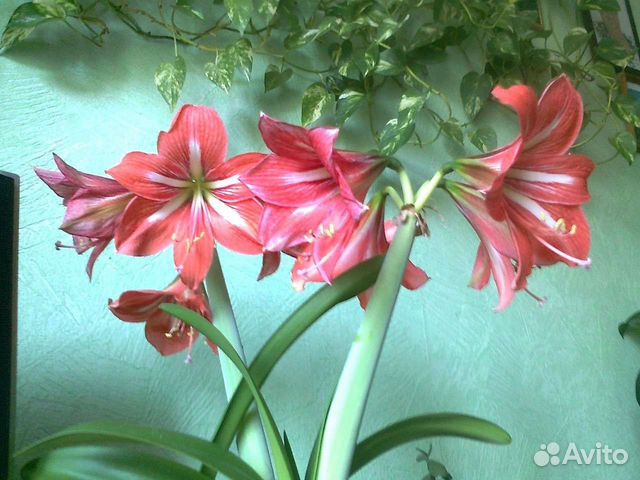 Гипеаструм