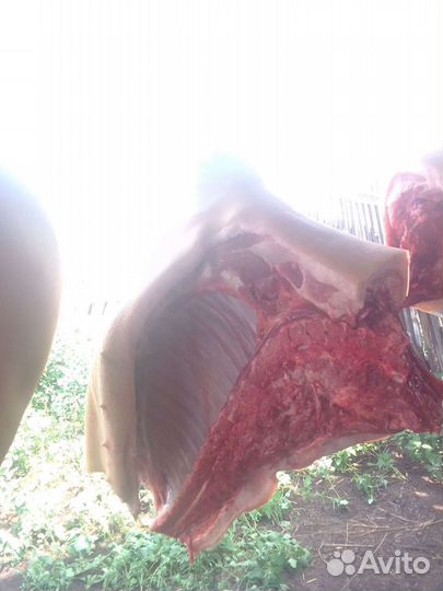 Мясо свинины