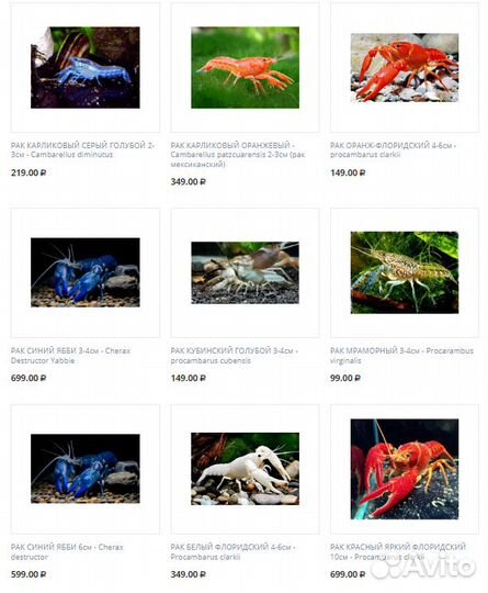 Аквариумные раки в ассортименте Магазина