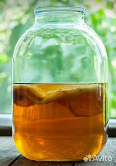 Чайный гриб Комбуча