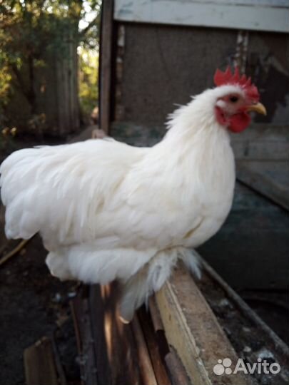 Продается карликовый кохинхин, петухи