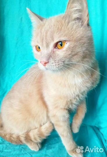 Кошечка в добрые руки