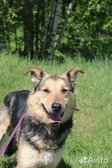 Собака из приюта