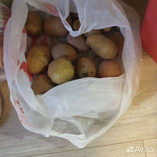 Семенной картофель цена за ведро