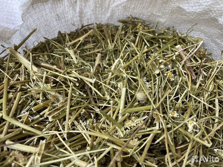 Ромашка аптечная