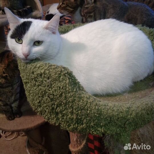 Белоснежный котик с чёрной челкой