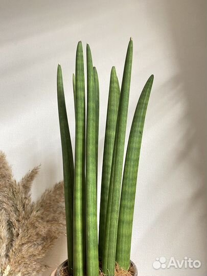 Сансевиерия цилиндрика большая