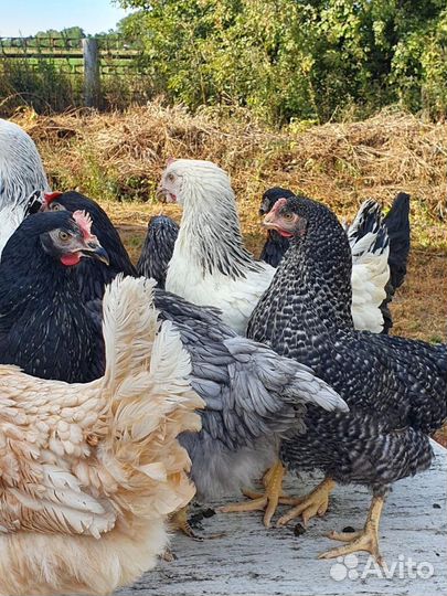 Несушки-Молодки. разных сортов куры. с Доставкой