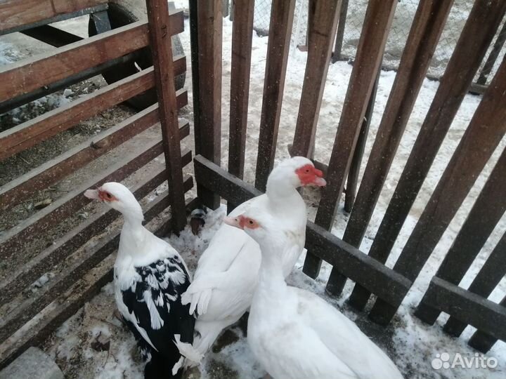 Продам селезня индоутки