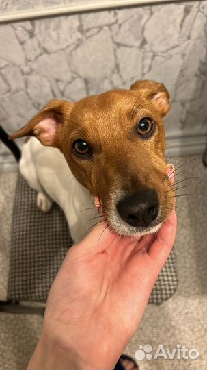 Вязка джек рассел терьер