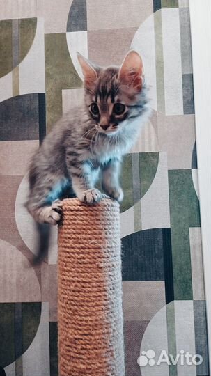 Отдам котенка в добрые руки