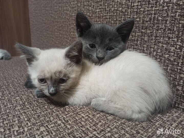 Котята в добрые руки